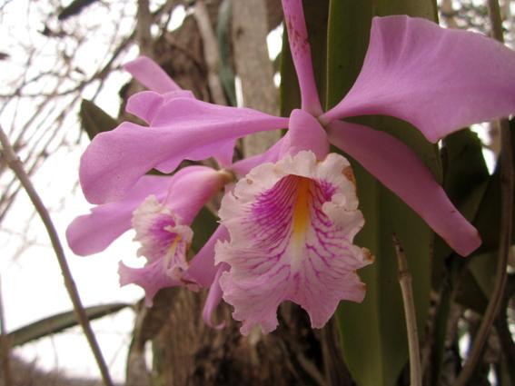 Reserva Biologica Cerro Seco景点图片