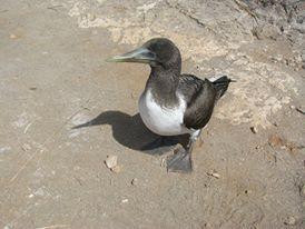 Galapagos For You-阿约拉港必去景点