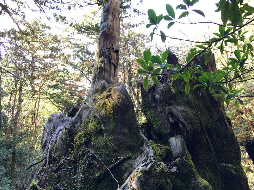 Okinasugi景点图片