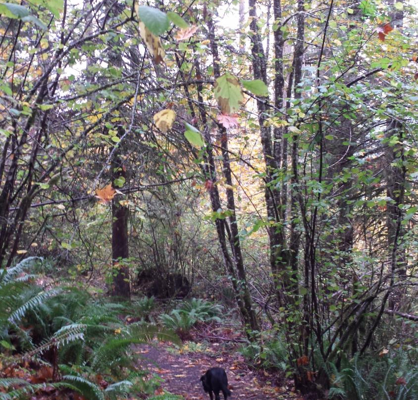 OSU McDonald-Dunn Research Forest-科瓦利斯必去景点