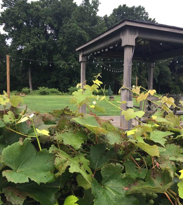 Paradocx Vineyard景点图片