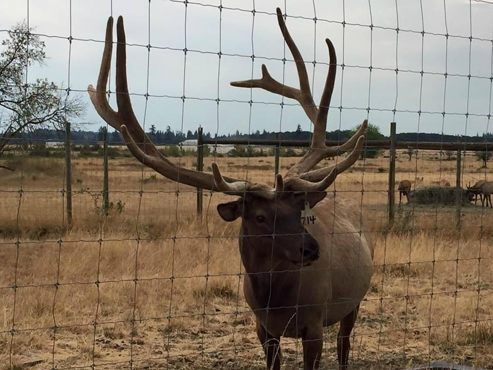 Rosse Posse Acres Elk Ranch-Molalla必去景点