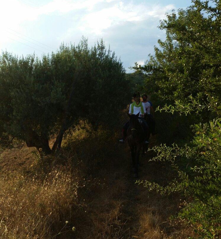 Amico Cavallo景点图片