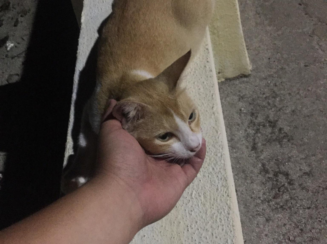 Mersing Esplanade-丰盛港必去景点