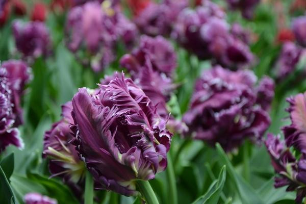 Keukenhof Sideways景点图片