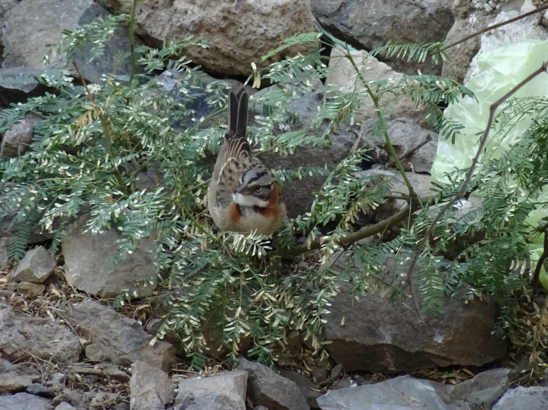 Quebrada de la Chimba Reserva Nacional-安托法加斯塔必去景点