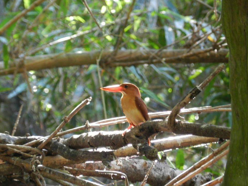 Baras Bird Sanctuary-Tacurong必去景点