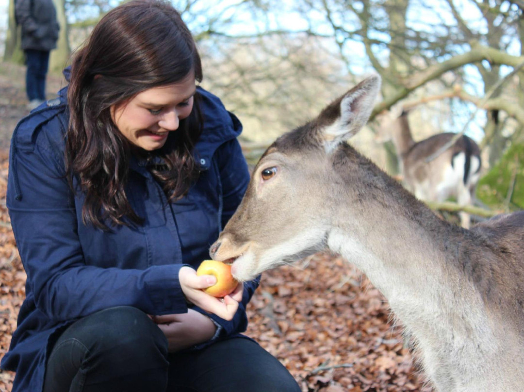 Marselisborg Deer Park景点图片