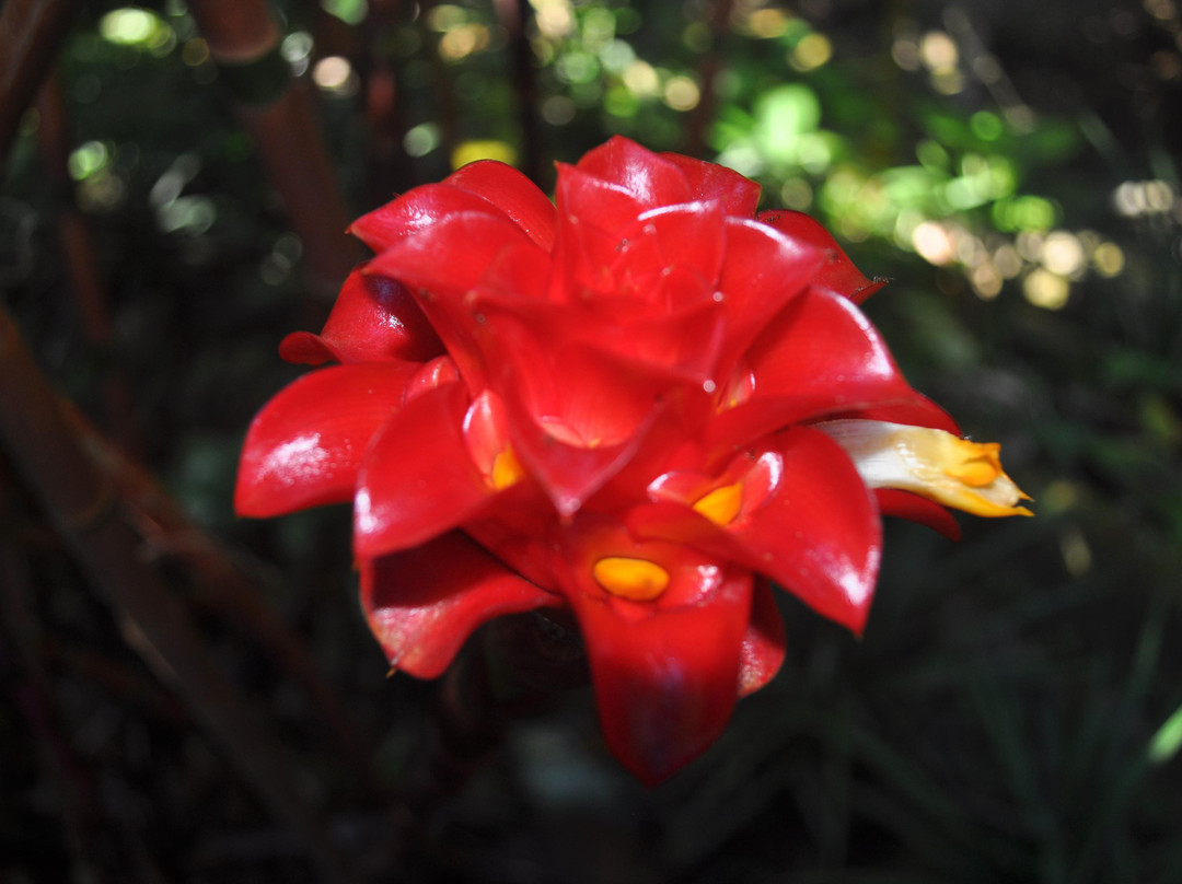 La Misere Exotics Garden Centre景点图片