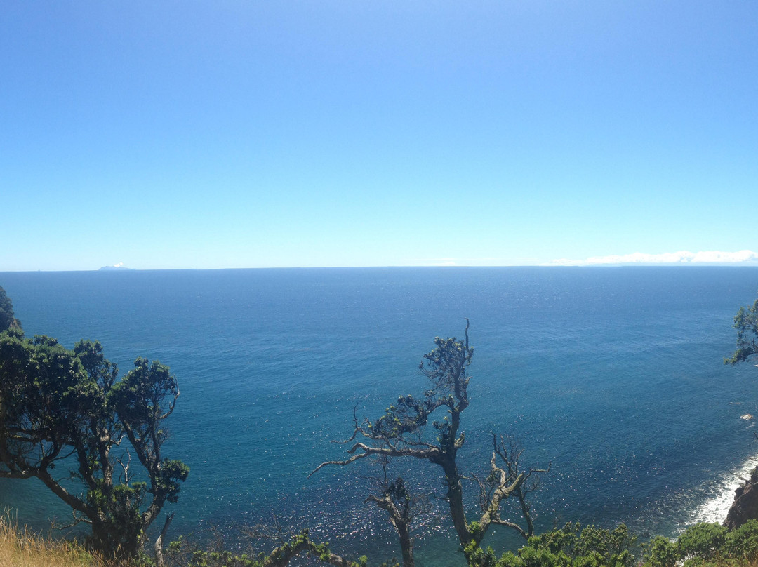 Moutohora Island Sanctuary (Whale Island) - Day Tour-法卡塔尼必去景点