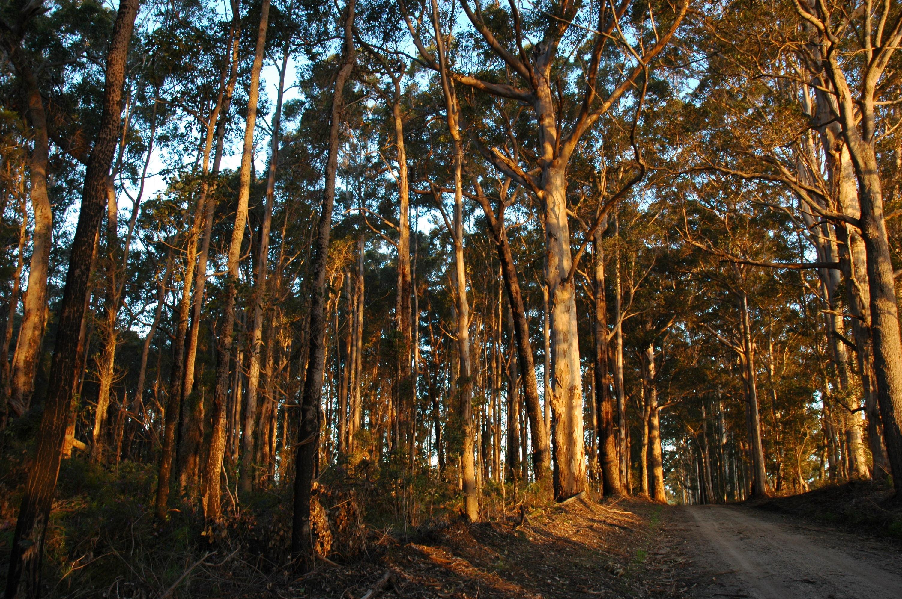 Northcliffe Hotel & Motor Inn-客卧