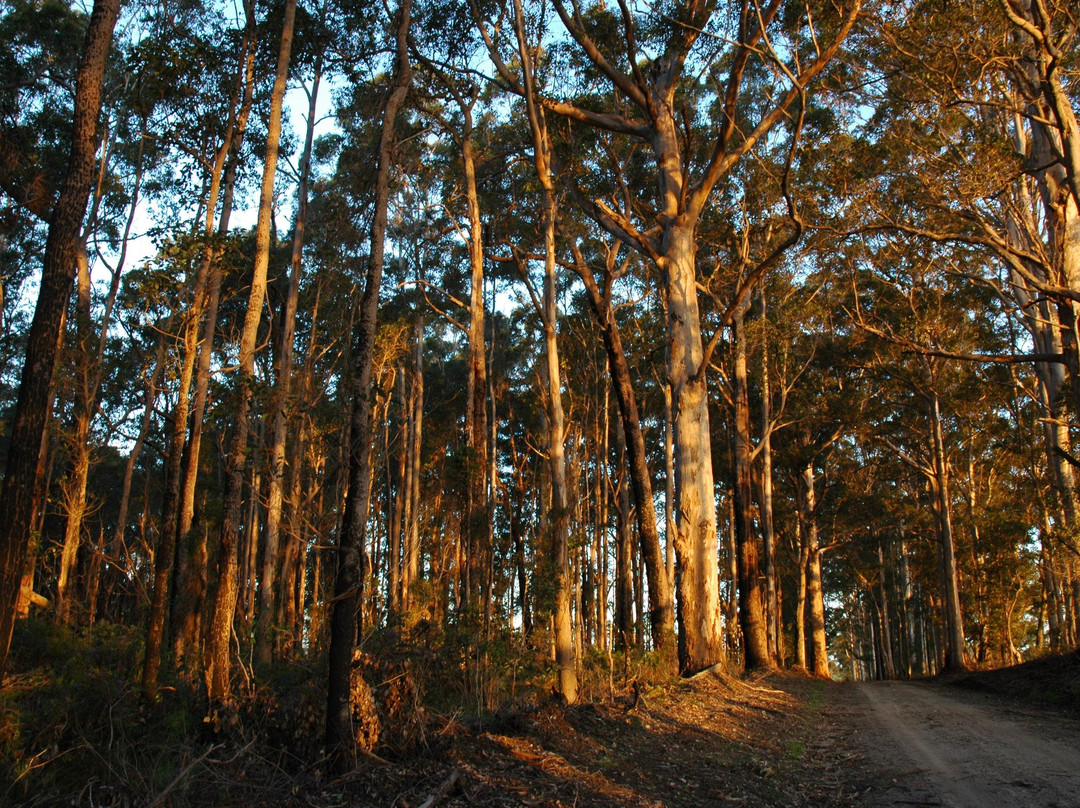 Northcliffe Hotel & Motor Inn主图