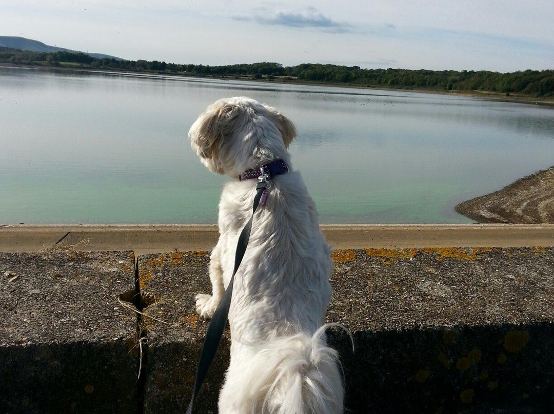 Arlington Reservoir and Nature Reserve景点图片