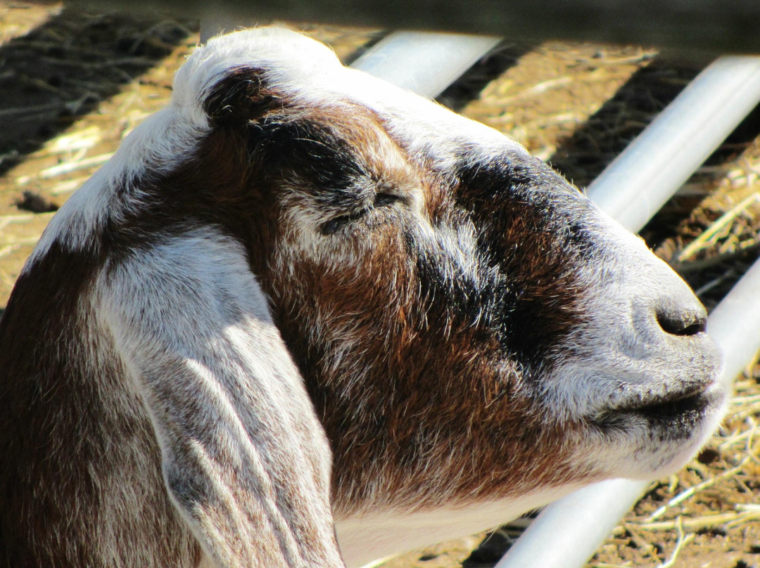 Gnome Chomsky-Kerhonkson必去景点