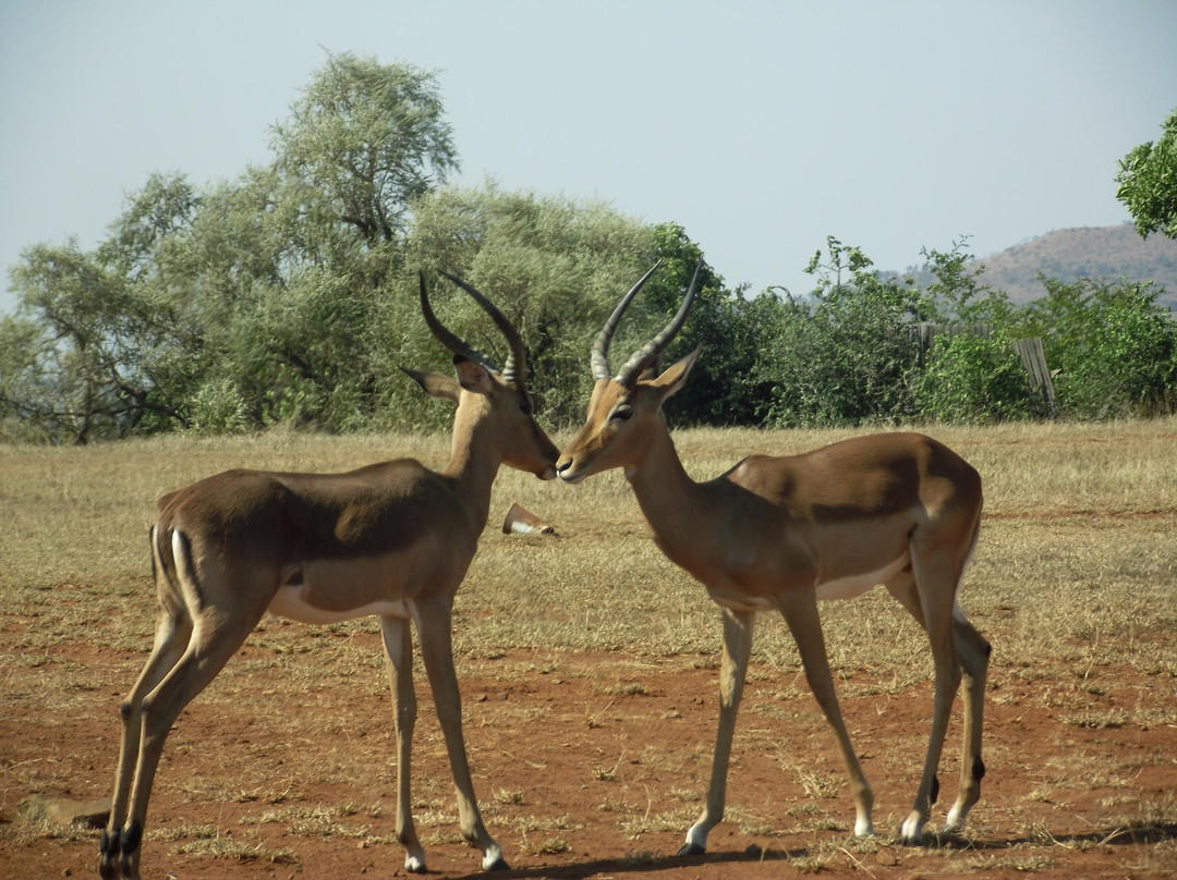 Durban Safaris and Tours景点图片