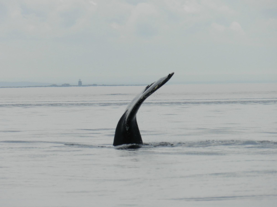 Saguenay-St. Lawrence Marine Park景点图片