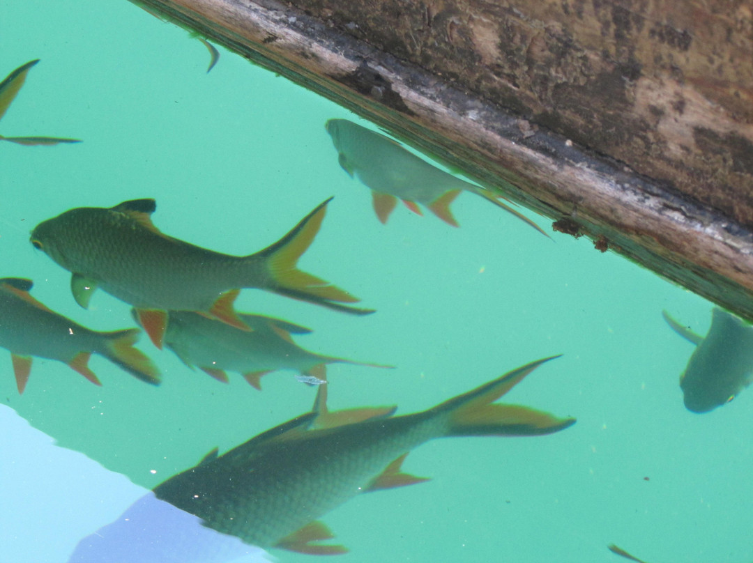 Cheow Lan Dam-万打坤必去景点