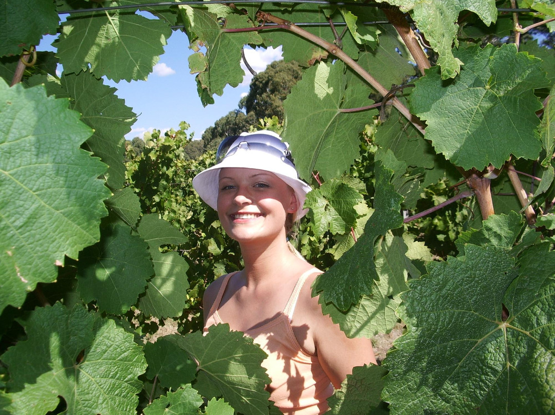 Harcourt Valley Vineyards-Harcourt必去景点