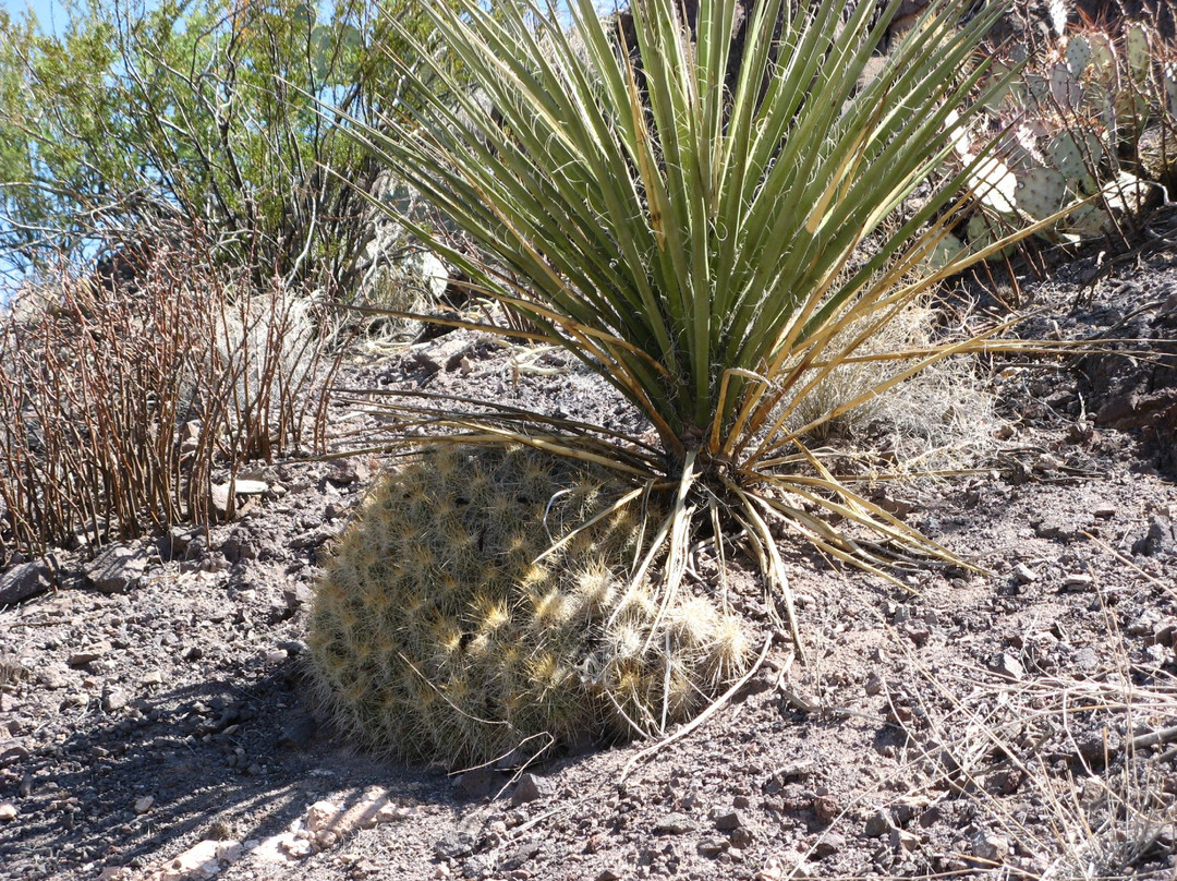 Mule Ears Spring Trail景点图片