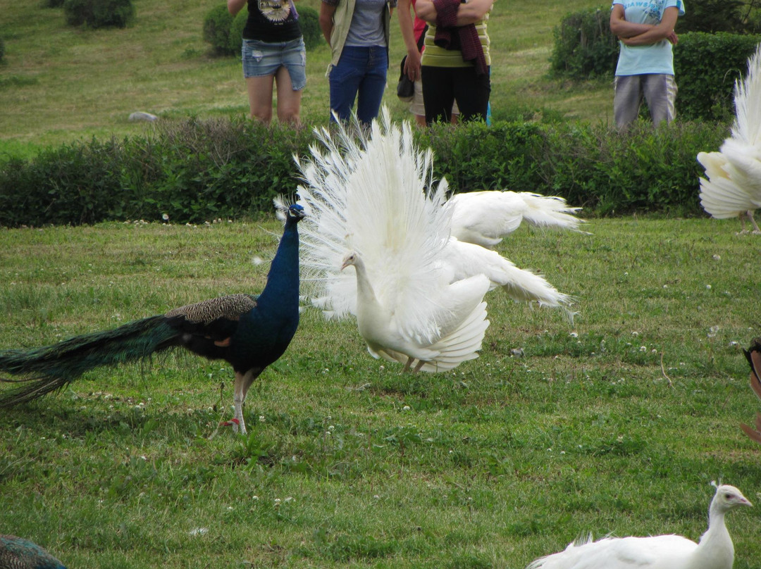 北方森林动物园-哈尔滨市必去景点