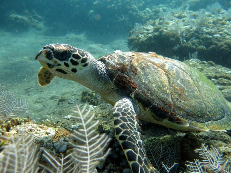 Yes Dive Amed景点图片