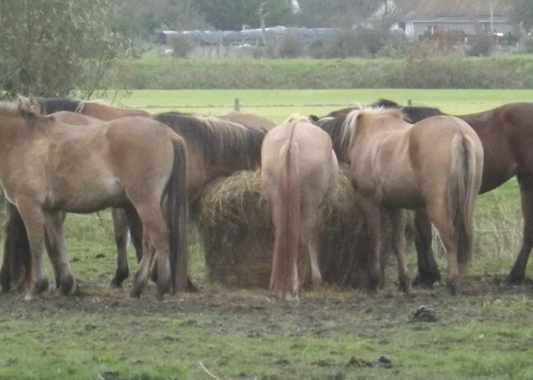 Espaces Equestres Henson景点图片