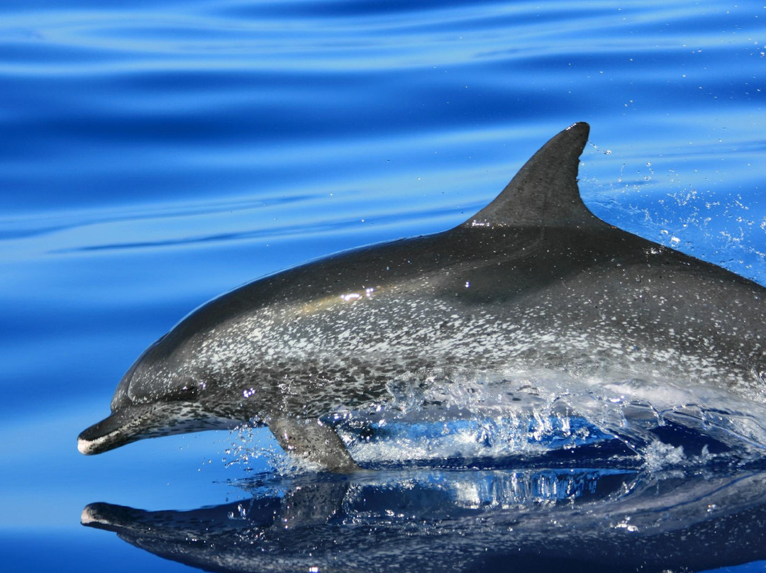 Picos de Aventura-蓬塔德尔加达必去景点