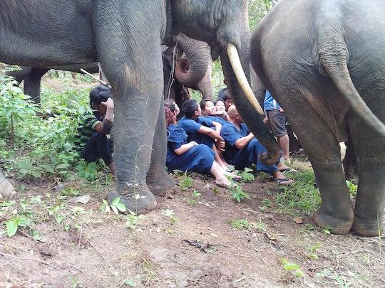 Tong Bai Elephant Tour-夜旺必去景点