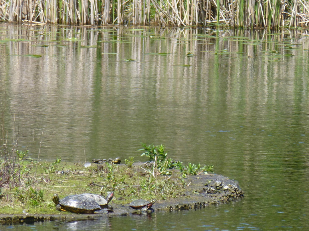 长青砖场-多伦多必去景点