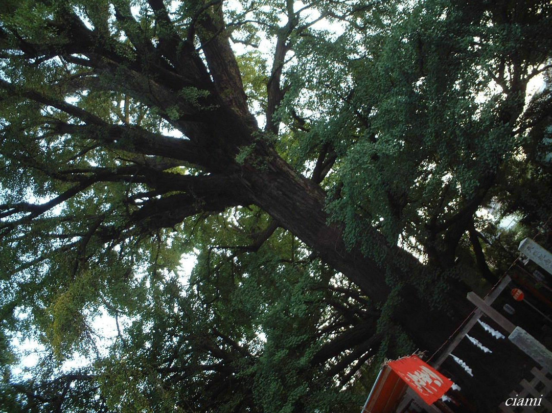 鬼子母神-丰岛区必去景点
