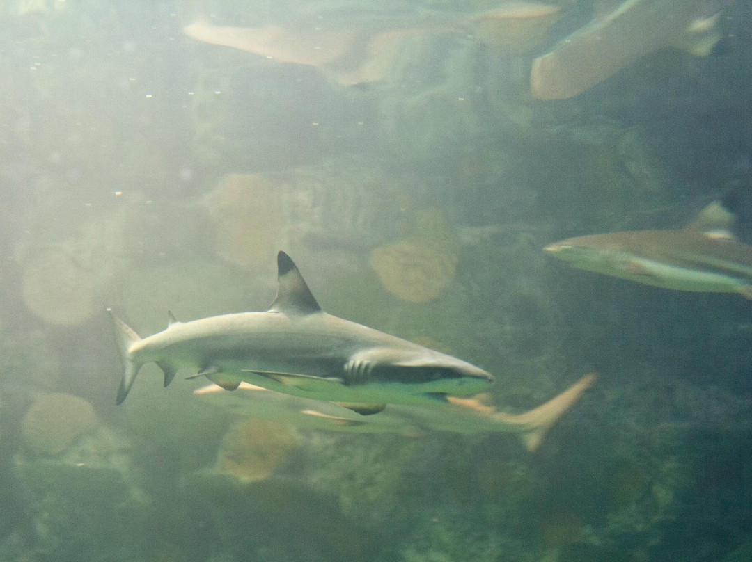Ocean Aquarium-普它肋斯必去景点
