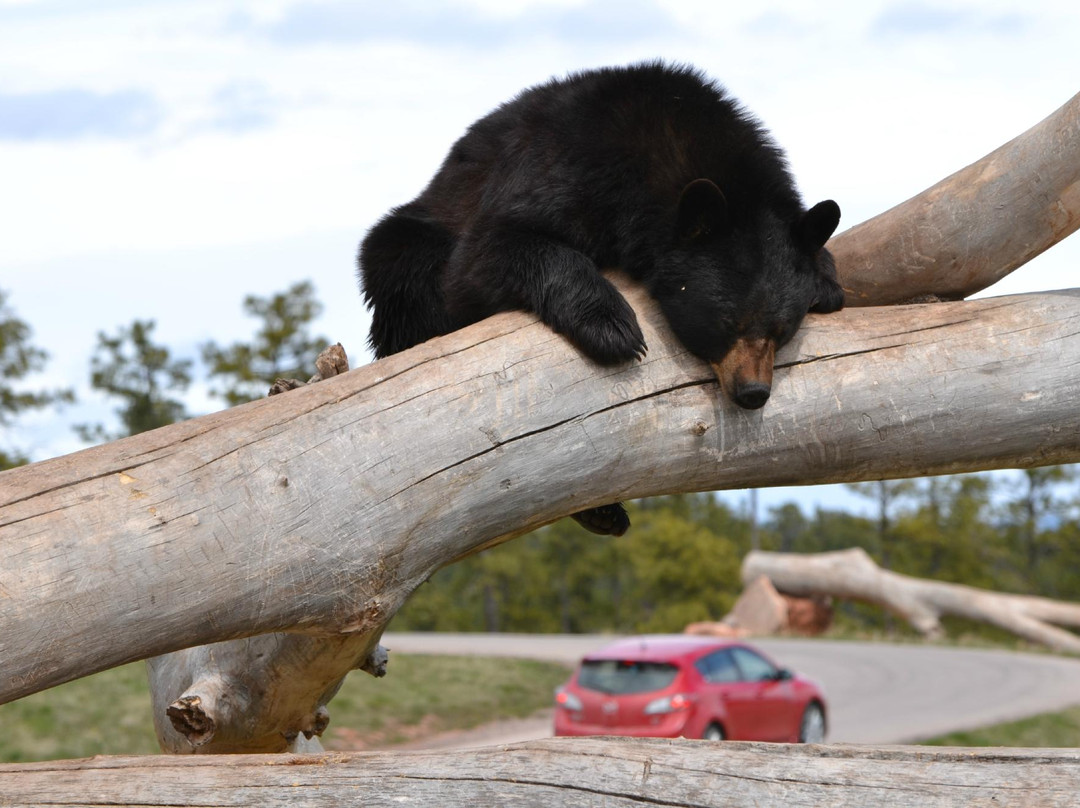 Bear Country USA-拉皮德城必去景点