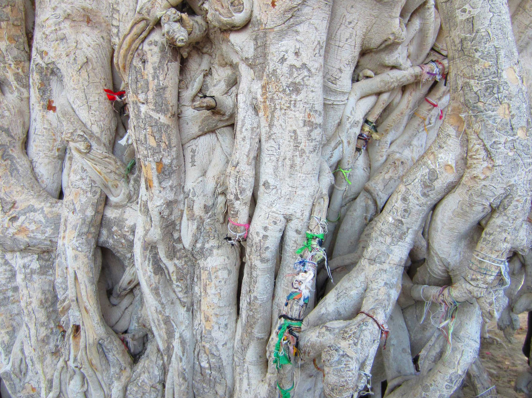 Green Tree Complex景点图片