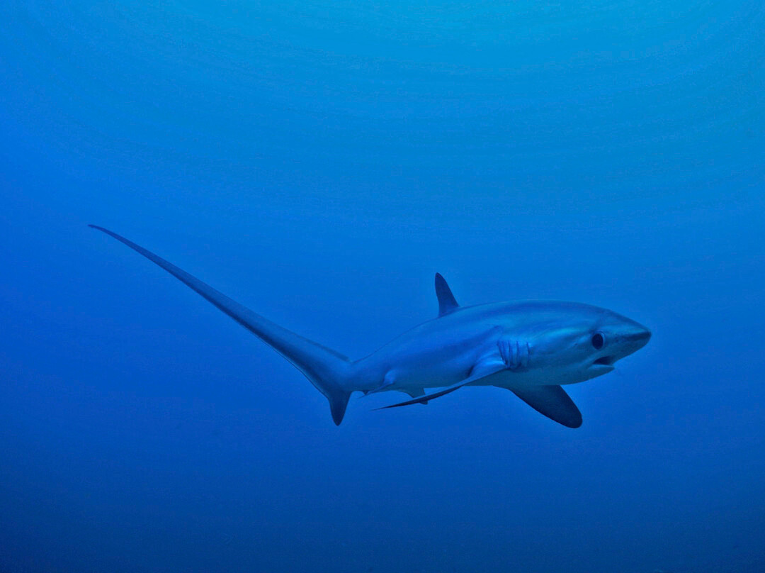Malapascua Exotic Diving Center景点图片