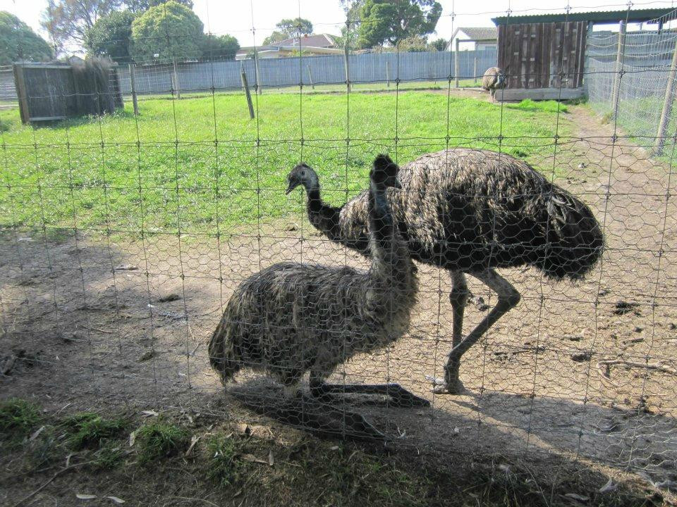 缪纳农场-墨尔本必去景点