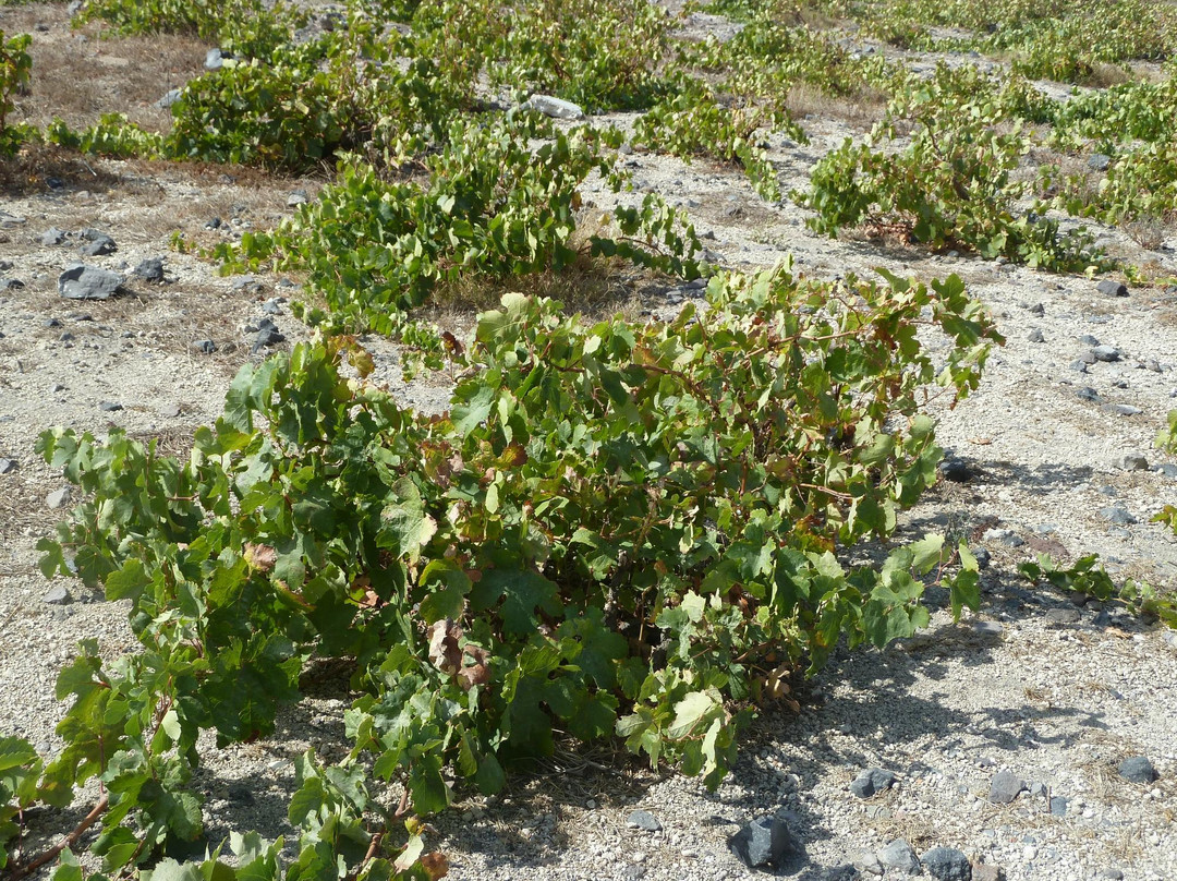圣托里尼红酒游览-费拉必去景点