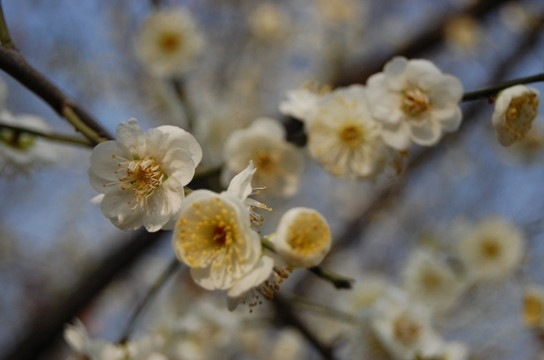 顾村公园 -上海市必去景点
