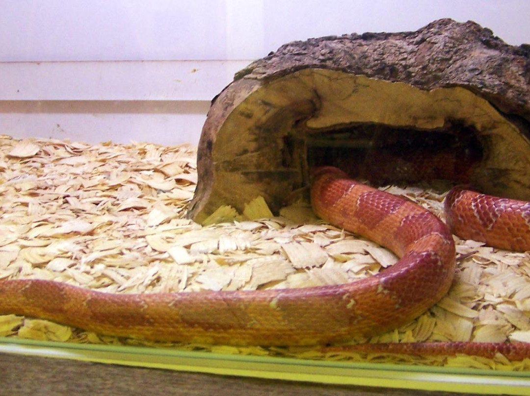 Joseph Moore Museum-里士满必去景点