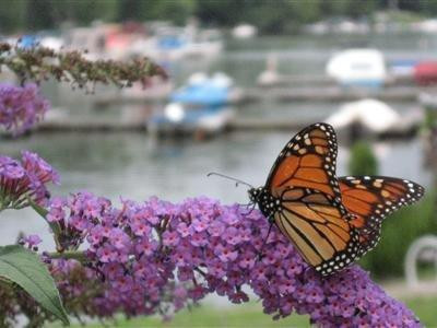 Antons on the Lake Country Inn & Marina主图
