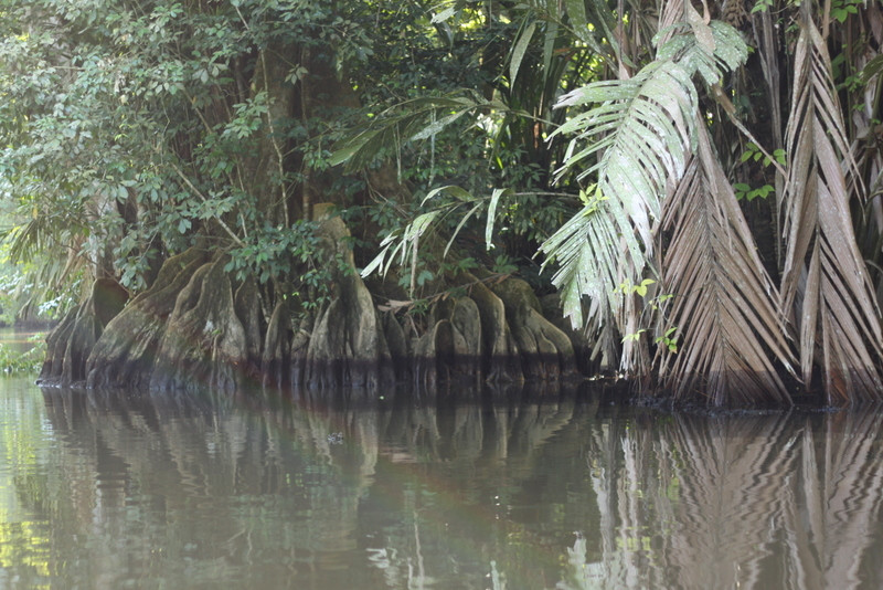 Tortuguero National Park景点图片