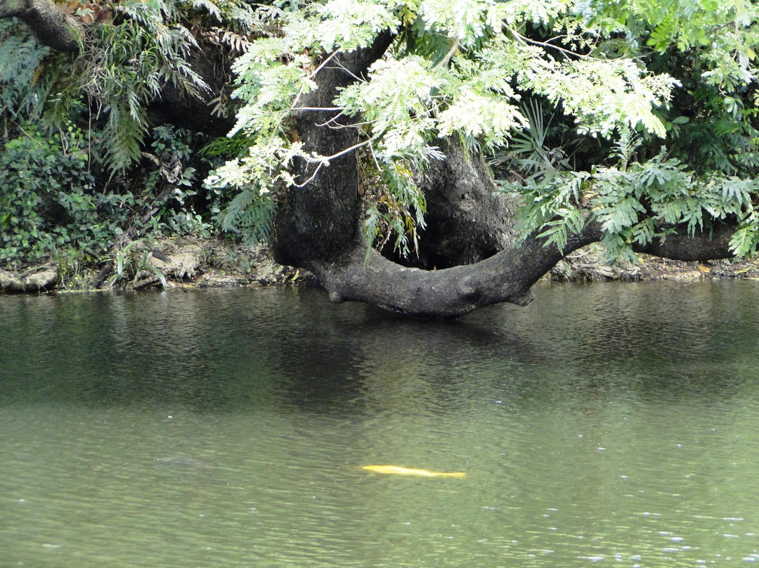 Acharya Jagadish Chandra Bose Indian Botanic Garden-Howrah必去景点