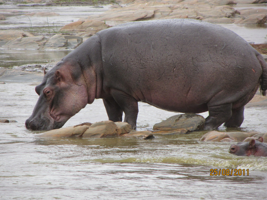 Freezone Safari-马林地必去景点