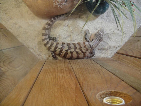 长隆飞鸟乐园-广州市必去景点