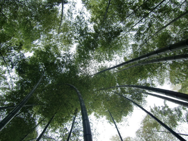 茶山竹海景点图片