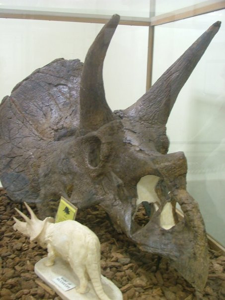 Museum of Geology-拉皮德城必去景点