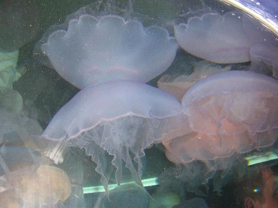 Oregon Coast Aquarium-纽波特必去景点