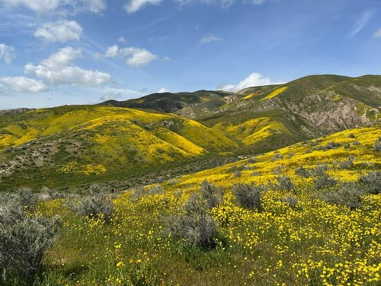 Carrizo Plain National Monument-Maricopa必去景点