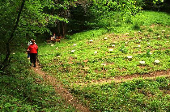 Fidov gaj (Fida's grove)-Solcava必去景点