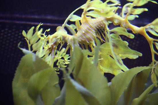 佛罗里达水族馆-坦帕必去景点