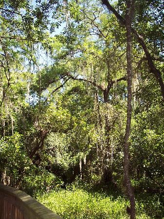 Big Cypress National Preserve-奥乔皮必去景点